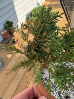 IMG_9706.jpeg