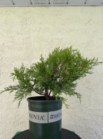 pisifera-20250916-IMG_6844.jpeg