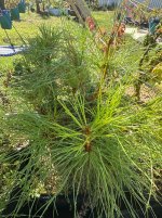 IMG_CE82027B-2D09-43BE-8395-6A79DB93DBEB.jpeg
