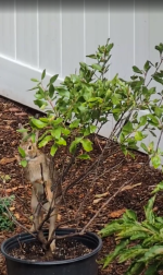 Screenshot 2025-09-26 152526.png