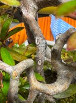IMG_7123.jpeg