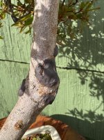 IMG_7135.jpeg