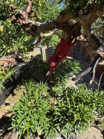 IMG_2058.jpeg