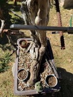 IMG_2060.jpeg