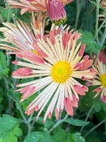 IMG_2448.jpeg