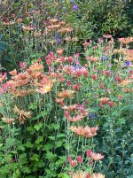 IMG_2449.jpeg