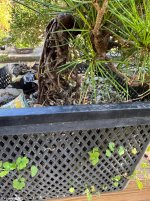 IMG_2061.jpeg
