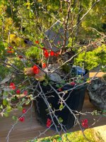 IMG_2063.jpeg