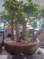 ficus.jpg