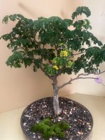 IMG_2793.jpeg