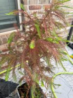 IMG_0105.jpeg
