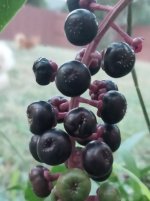 IMG20250929191155.jpg