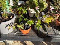 IMG_0075.jpeg