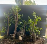 IMG_0050.jpeg