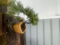 IMG_2285.jpeg