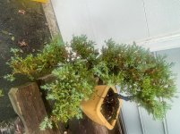 IMG_2282.jpeg