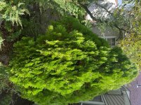 IMG_3597.jpeg