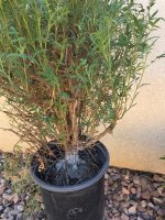 tagetes lemmonii.jpg