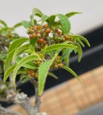 ilex serrata koshobaii.jpg