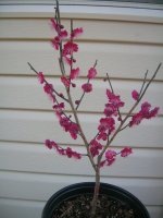 Matsubarared Ume.JPG