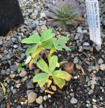 Daphne x Rosy Wave 12 12 2023.JPG