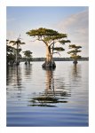 blue-cypress-lake-fl.jpg