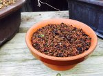 Trident seedling.jpg