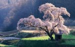 Blossom-Tree-in-Japan-Photo.jpg