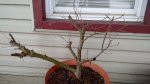 IMG_20160209_132021483.jpg