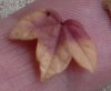 2009-02-09-Leaf2.JPG