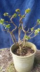IMG_20160410_094339.jpg