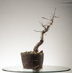 Barrosinc - bonsai 2016 - malus - 0003.jpg