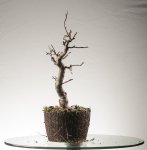 Barrosinc - bonsai 2016 - malus - 0004.jpg