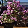 kauaibonsai