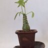 Dorstenia