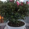 ninibonsai