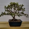 KLSbonsai