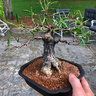 Fl_bonsai