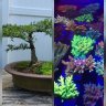 Bonsai/coral guy