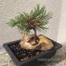 Rocksnbonsai