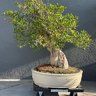 Bonsai Orange County