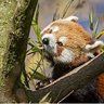 RedPanda