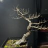 NoCoastBonsai