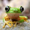 Frogwithatree