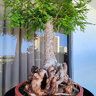 EZbonsai