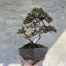 Nakajima Bonsai