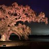 westbrookbonsai
