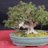 Stef Bonsai
