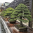 BalamBonsai