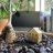 FicusForager